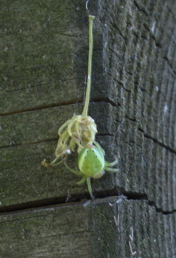 Philodromus sp.; Araniella sp,; Nuctenea sp.